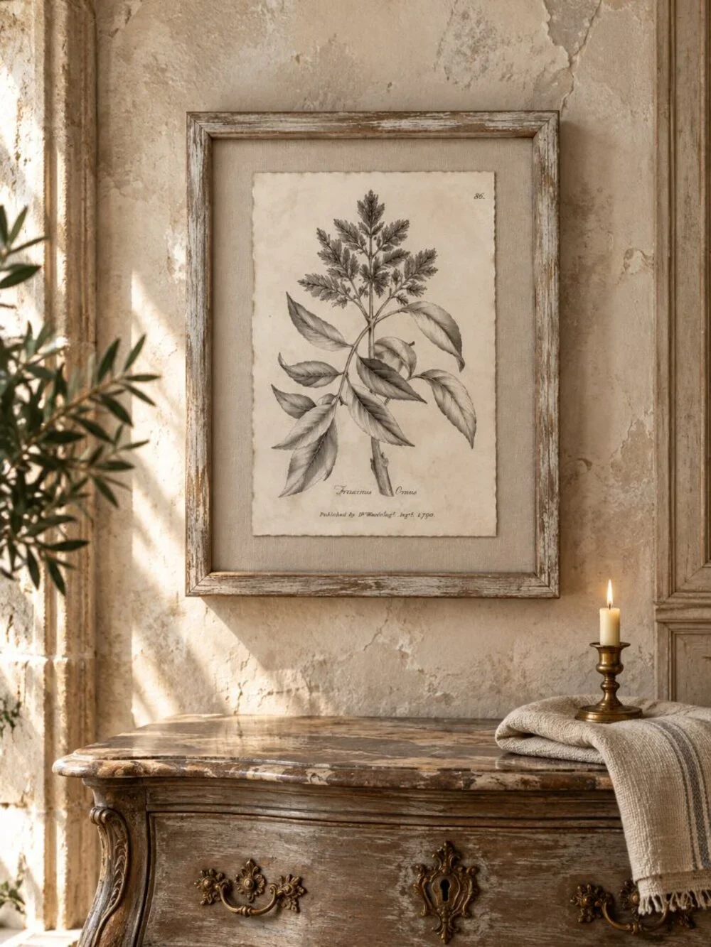 Vintage Framed Fraxinus Ornus Botanical Sepia Print Medical Botany Art